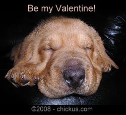 Rufus Chickus Magnetus - Be My Valentine! - Click to see more.