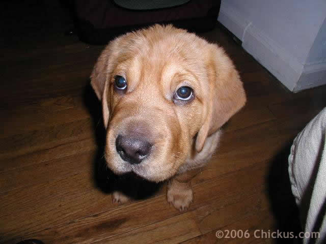 shar pei and golden retriever mix beagle shepherd mix info related keywords beagle shepherd mix info shar pei and golden retriever mix beagle shepherd mix info related keywords beagle shepherd mix info